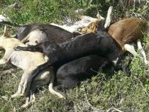 Chaco: Das Hundetöten greift um sich