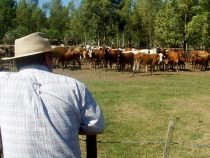Paraguay gehört zu Ländern mit den geringsten Treibhausgasemissionen