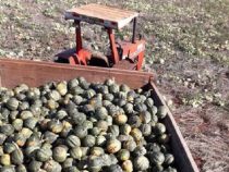 Zwei Tonnen Kürbis werden wohl verfaulen