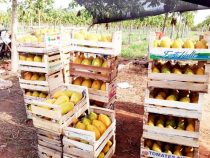 Gute Ernte von Papaya, aber der Absatz dürfte schwierig werden
