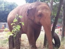 Die “Bewohner des Zoos“ drohen zu verhungern