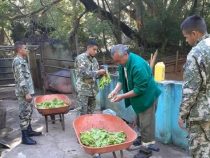 Covid 19: Das Militär hilft den Wärtern im Zoo