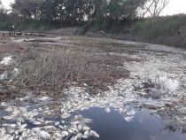 Massives Fischsterben gibt Rätsel auf