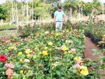 Import von Blumen verboten