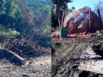 Mehr als 100 Hektar Wald gerodet