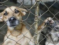 Trotz drohender 6 Jahre Haft: Neues Tierquäler-Register kommt – doch die Justiz blockiert