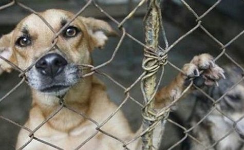 Entscheidung im Senat vertagt: Exekutive prüft strengere Haftstrafen für Tierquälerei