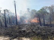 Imkerei durch Waldbrände bedroht