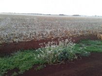 Notstand wegen Frost soll ausgerufen werden