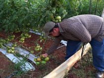 Tomatenmarmelade: Innovativer Geschmack