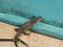 Alligator macht Hausbesuch