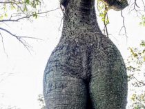 Der Baum mit den Konturen einer Frau gewinnt den 1. Platz