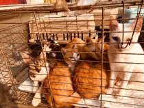 Mehr als 50 Katzen gerettet