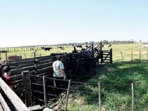 Mennoniten vergrößern das Einzugsgebiet ihrer Kolonie