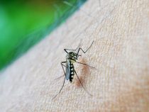 Dengue Fieber weiter auf dem Vormarsch