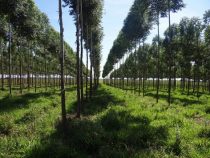Paraguayisches Holz für Nahost und Asien: Forstsektor sucht neue strategische Märkte