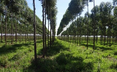 Paraguayisches Holz für Nahost und Asien: Forstsektor sucht neue strategische Märkte