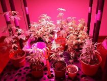 Regulierter Konsum von Cannabis: Gesetzentwurf gibt es schon