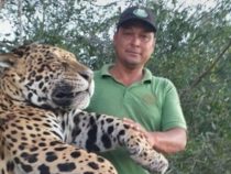 Jaguar auf einer Estancia im Chaco getötet