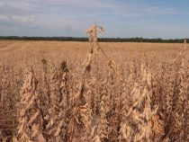 Die Auswirkungen des Klimawandels werden genauer erforscht
