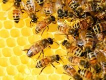 Bienenschwarm greift Menschen an und tötet Tiere