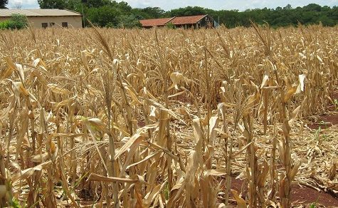 Existenzängste im Chaco und Osten: Landwirtschaftsministerium rät zu Aussaatstopp