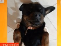 Hund als Leibwächter