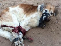 Hund geknebelt und gefesselt weggeworfen