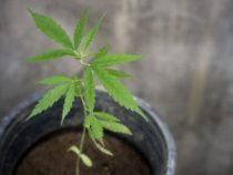 Paraguay verschärft Kontrollen für medizinisches Cannabis: Verkauf nur noch auf Spezialrezept