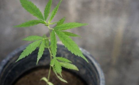 Paraguay verschärft Kontrollen für medizinisches Cannabis: Verkauf nur noch auf Spezialrezept