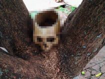 Totenschädel im Baum entdeckt