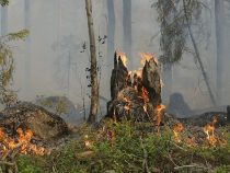 Waldbrände in Paraguay durch hohen Marihuana Bedarf beflügelt
