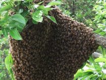 Wenn Bienen zur Gefahr werden