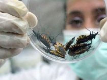 Chagas-Krankheit weiter latent