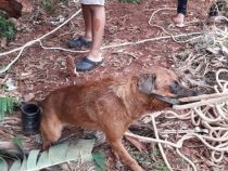 Ein Mann will Hund retten und stürzt dabei in Brunnen