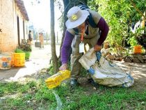 Mücke Aedes aegypti resistent gegen Insektizide