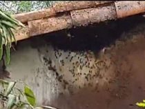 Bienen töten Hunde und Hühner