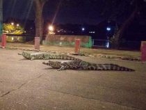 Kaimane auf der Flucht: Stadtbummel um Mitternacht