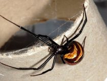 Wie vermeide ich Spinnen im Haus?