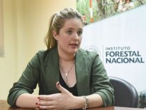 Paraguay: Die Waldproduktion hat eine gute Rendite