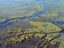 Das südamerikanische Pantanal lässt sich jetzt auch virtuell erleben