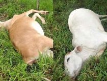 Blitz tötet mehrere Kühe