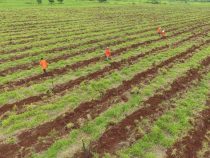 Kredite mit Sonderkonditionen für die Forstwirtschaft