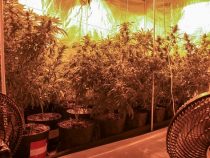 Gewächshaus für Marihuana im Luxusappartement