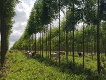 Von der Steppe auf die Weltbühne: Die Erfolge der Kooperative Chortitzer im Chaco finden globale Anerkennung