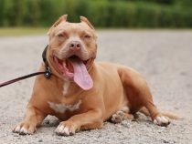 Kupierverbot: Auch in Paraguay ist das Kürzen der Rute verboten