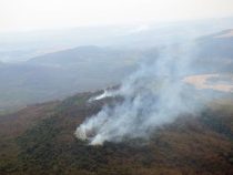 Beamte aus dem Umweltministerium in den illegalen Holzeinschlag verwickelt?