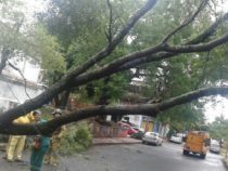 Polizei warnt Kraftfahrer vor umstürzenden Bäumen