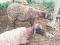 “Seltsame Wesen“ greifen Schafe im Chaco an