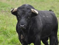 Stier greift 14-Jährige an
